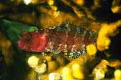 Downy Blenny
