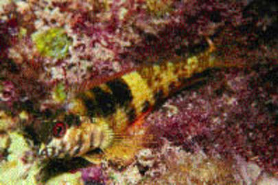Goldline Blenny