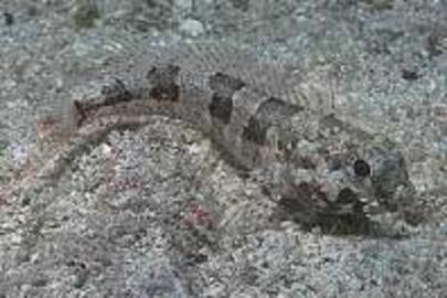 Palehead Blenny