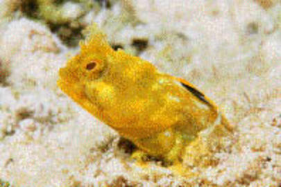 Papillose Blenny