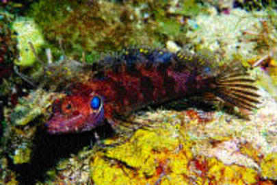 Quillfin Blenny