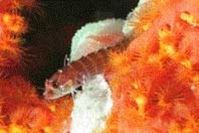 Ringed Blenny