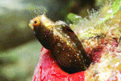 Roughhead Blenny