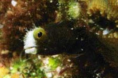 Spinyhead Blenny