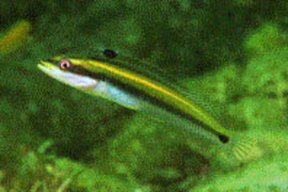 Wrasse Blenny
