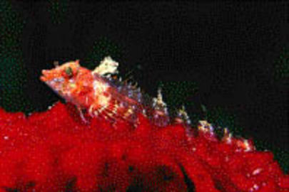 Roughhead Triplefin