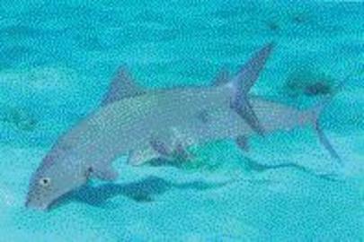 Bonefish