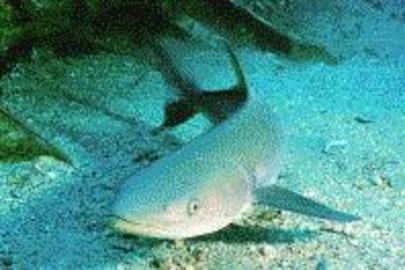 Cobia