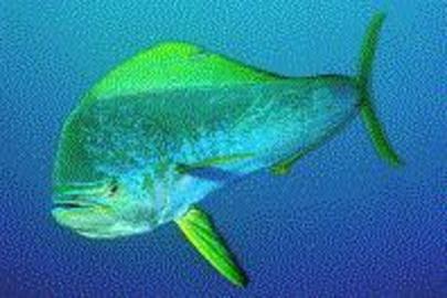 Dolphin