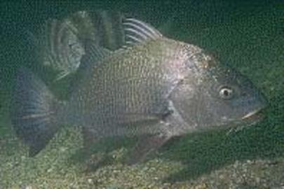 Black Drum