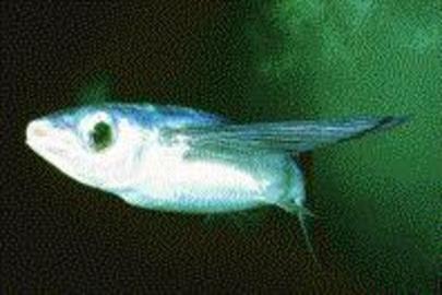 Mirrorwing Flyingfish