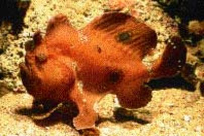 Ocellated Frogfish