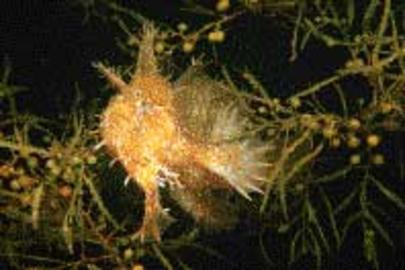 Sargassumfish