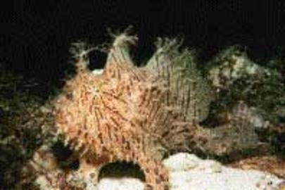 Striated Frogfish