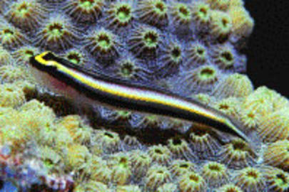 Cleaning Goby