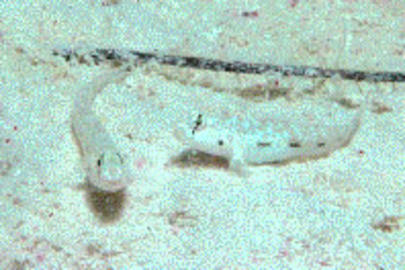 Dash Goby