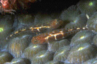 Leopard Goby