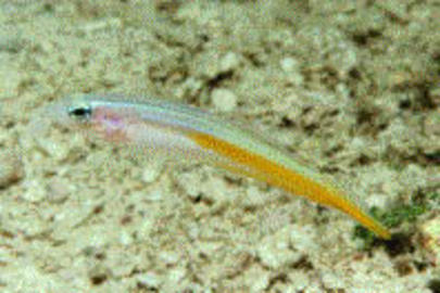 Seminole Goby