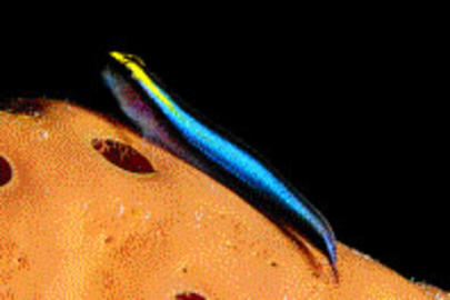 Sharknose Goby