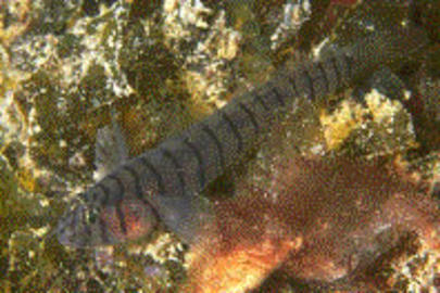 Tiger Goby