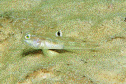 White-eye Goby