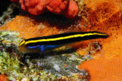 Yellownose Goby