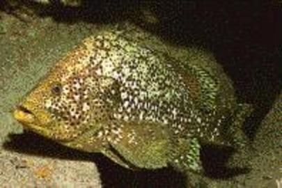 Marbled Grouper