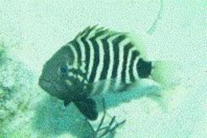 Misty Grouper