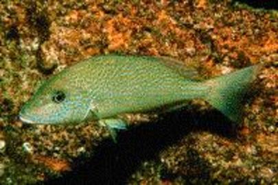 Pigfish