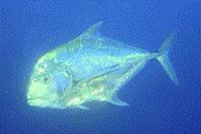 African Pompano