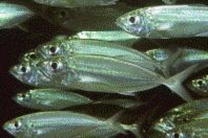 Bigeye Scad
