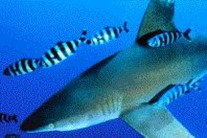 Pilot Fish