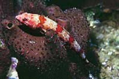 Red Lizardfish
