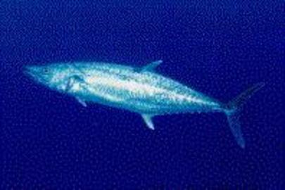 King Mackerel