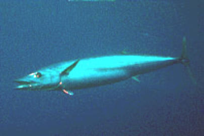 Wahoo