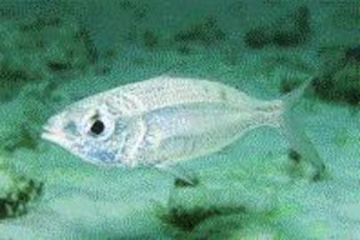Mottled Mojarra