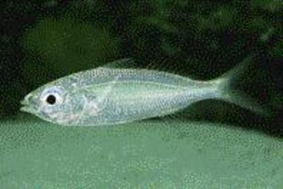 Slender Mojarra