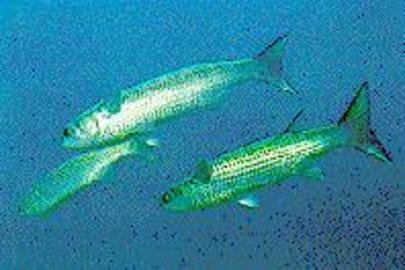Striped Mullet