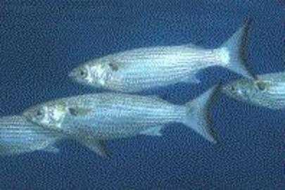White Mullet