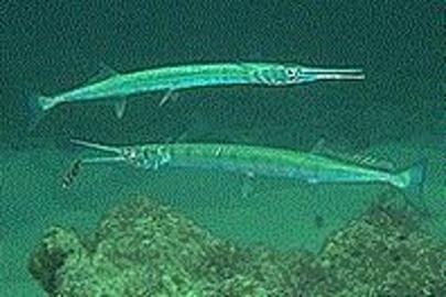 Flat Needlefish