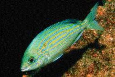 Pinfish