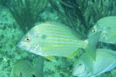 Sea Bream