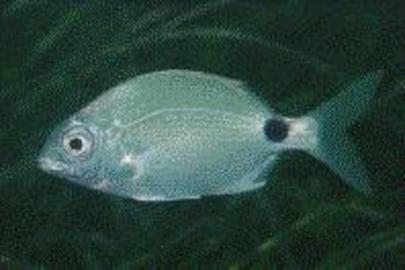 Silver Porgy