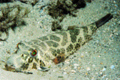 Checkered Puffer