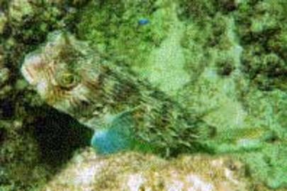 Striped Burrfish