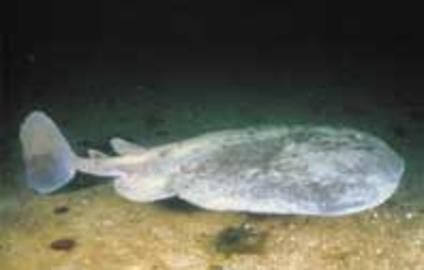 Atlantic Torpedo