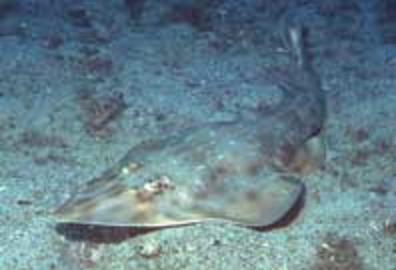 Southern Guitarfish