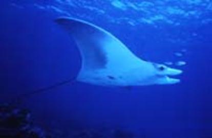 Manta