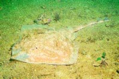 Clearnose Skate