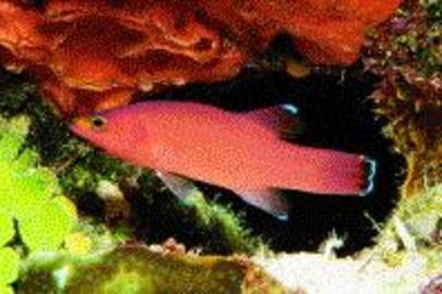 Cave Bass